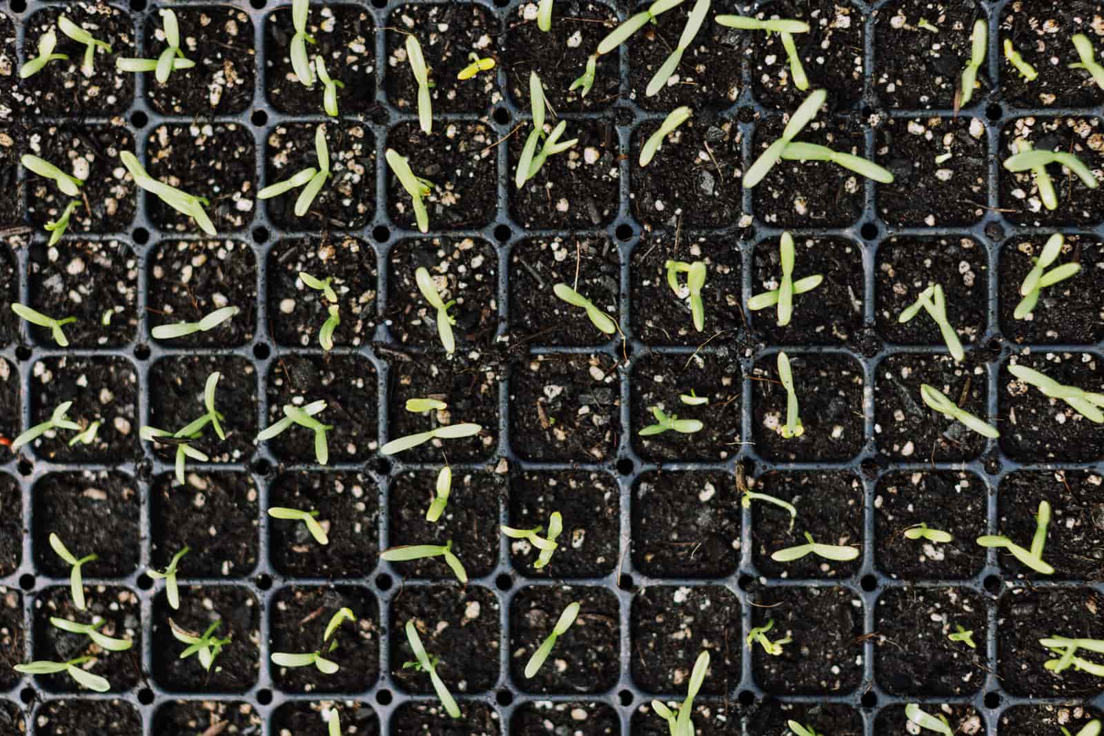 A propagation heat mat with a seed tray on a bright surface